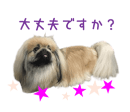 Real DOG White Shiba Inu and Pekingese sticker #15817483