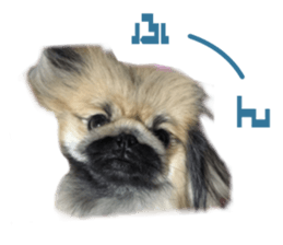 Real DOG White Shiba Inu and Pekingese sticker #15817485