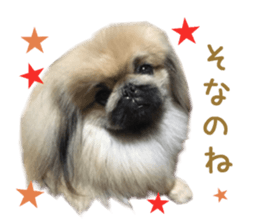 Real DOG White Shiba Inu and Pekingese sticker #15817486