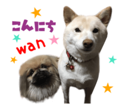 Real DOG White Shiba Inu and Pekingese sticker #15817487