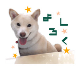 Real DOG White Shiba Inu and Pekingese sticker #15817488