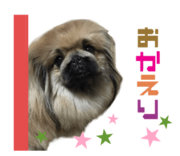 Real DOG White Shiba Inu and Pekingese sticker #15817489