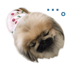 Real DOG White Shiba Inu and Pekingese sticker #15817490