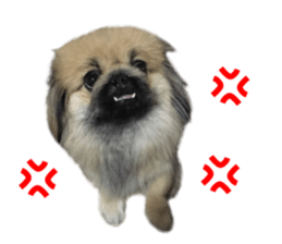Real DOG White Shiba Inu and Pekingese sticker #15817491