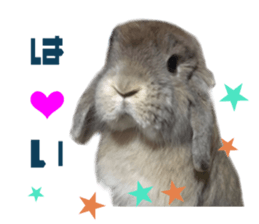 Real DOG White Shiba Inu and Pekingese sticker #15817492