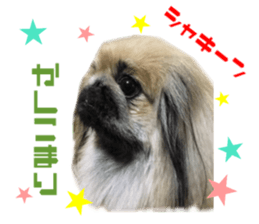 Real DOG White Shiba Inu and Pekingese sticker #15817493