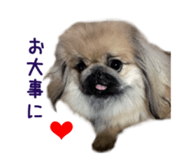 Real DOG White Shiba Inu and Pekingese sticker #15817494