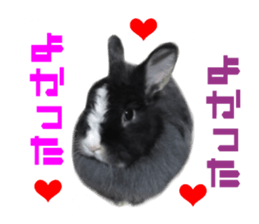 Real DOG White Shiba Inu and Pekingese sticker #15817495