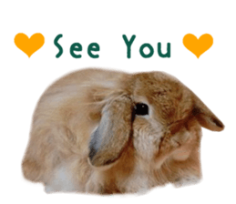 Real DOG White Shiba Inu and Pekingese sticker #15817496