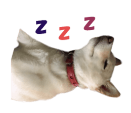 Real DOG White Shiba Inu and Pekingese sticker #15817497