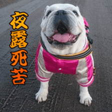Bulldog Kurumi sticker #15819938