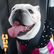 Bulldog Kurumi sticker #15819940