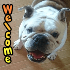 Bulldog Kurumi sticker #15819941