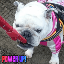 Bulldog Kurumi sticker #15819943