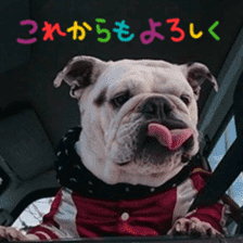 Bulldog Kurumi sticker #15819945