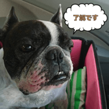 French bulldog Pino picture Sticker sticker #15820469