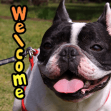 French bulldog Pino picture Sticker sticker #15820472