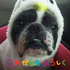 French bulldog Pino picture Sticker sticker #15820473