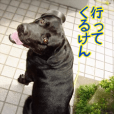 labrador retriever Bell sticker #15821526