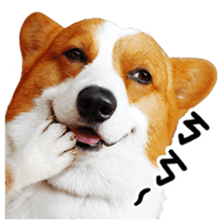 cute corgi is coming sticker #15821770