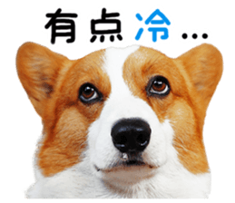 cute corgi is coming sticker #15821771