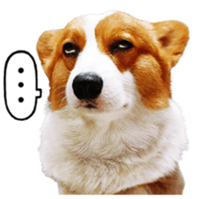 cute corgi is coming sticker #15821772