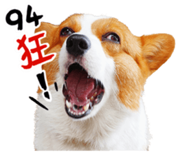 cute corgi is coming sticker #15821773