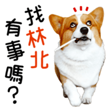 cute corgi is coming sticker #15821774