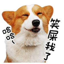 cute corgi is coming sticker #15821775