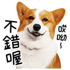 cute corgi is coming sticker #15821776