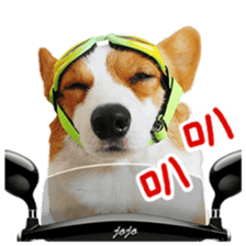 cute corgi is coming sticker #15821777