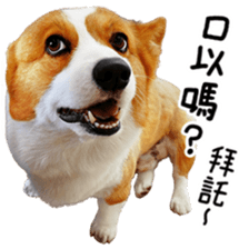 cute corgi is coming sticker #15821778
