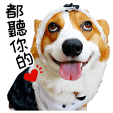 cute corgi is coming sticker #15821779