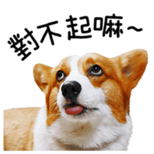 cute corgi is coming sticker #15821780
