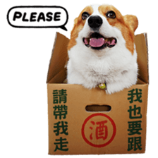 cute corgi is coming sticker #15821781