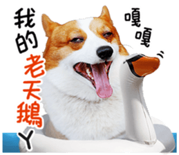 cute corgi is coming sticker #15821782