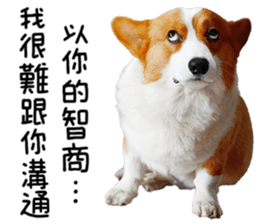 cute corgi is coming sticker #15821785