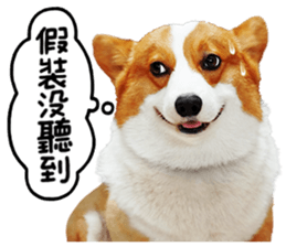 cute corgi is coming sticker #15821786