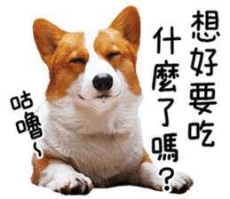 cute corgi is coming sticker #15821787