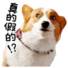 cute corgi is coming sticker #15821788