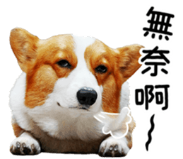 cute corgi is coming sticker #15821789