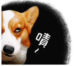 cute corgi is coming sticker #15821790