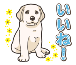 Wanko-biyori puppy Labrador retriever 5 sticker #15824630