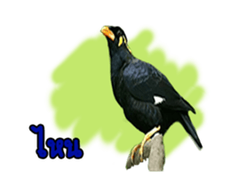 Nok Khunthxng sticker #15826378