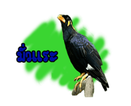 Nok Khunthxng sticker #15826379