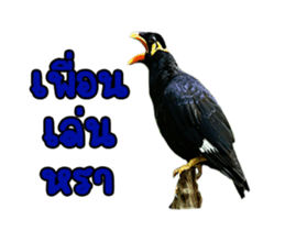 Nok Khunthxng sticker #15826397