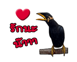 Nok Khunthxng sticker #15826400