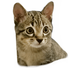Hamdude sticker #15827563