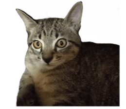 Hamdude sticker #15827564