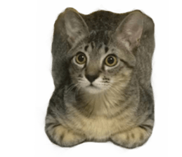 Hamdude sticker #15827565